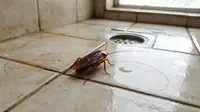 16 Cara Cepat Mengusir Kecoak dari Kamar Mandi Lembap