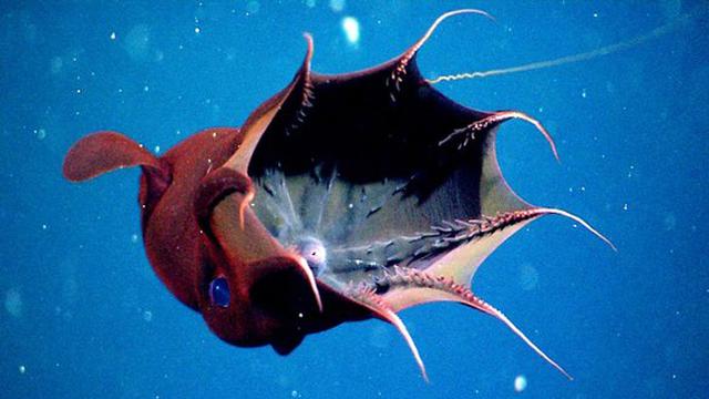 Enam Makhluk Berwajah Menyeramkan Ini Ada di Dasar Laut
