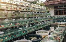 9 Ide Ternak Mini Paling Produktif untuk Skala Rumah, Potensi Janjikan Keuntungan