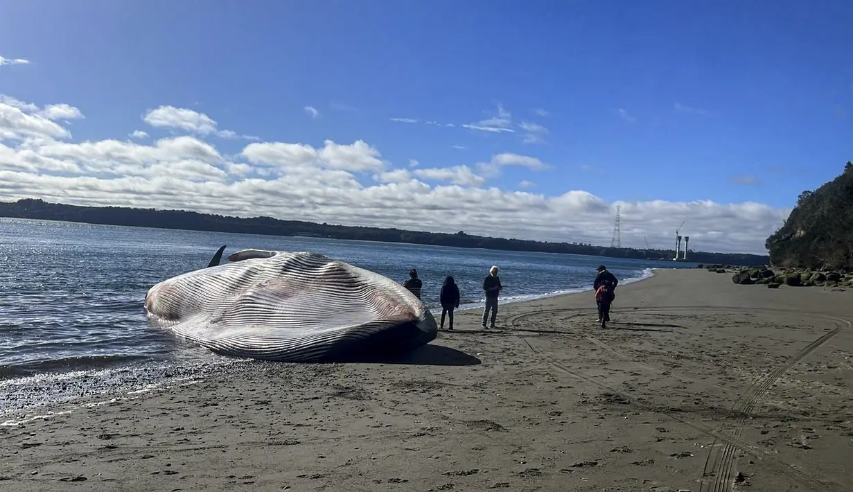 Penduduk kota Ancud, di pulau Chiloe, pertama kali melihat mamalia laut raksasa itu pada Sabtu di pantai samudera Pasifik, sekitar 1.000 kilometer (620 mil) di sebelah selatan ibu kota Santiago. (CLAUDIO KOMPATZKI / DEFENDAMOS CHILOE / AFP)