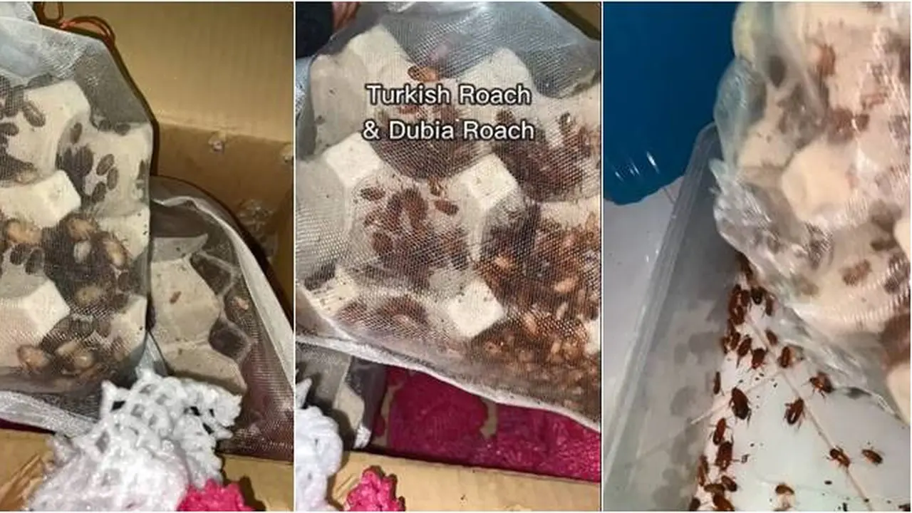 Viral Video Wanita Unboxing Paket Isi Kecoa Ini Tuai Banyak Sorotan