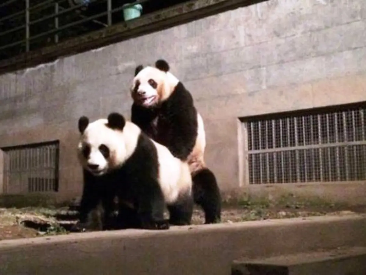 Ratusan Ribu Warga China Saksikan Live Streaming Panda Bercinta - Citizen6  Liputan6.com