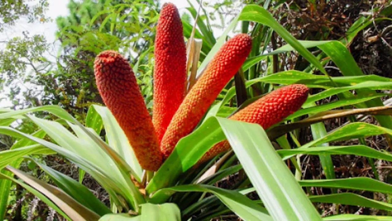 Buah Merah