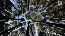 Suasana hutan pinus di Desa Wisata Kaki Langit Mangunan, Bantul, Yogyakarta (4/5). Desa Wisata Kaki Langit Mangunan yang baru berjalan hampir setahun ini dikelola warga setempat. (Merdeka.com/Arie Basuki)