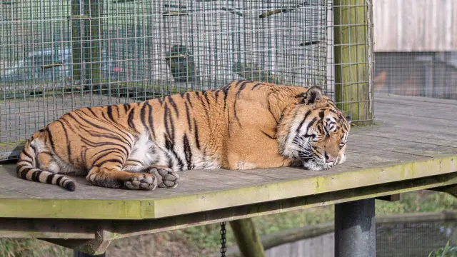Harimau Sumatra  (Panthera tigris sumatrae)