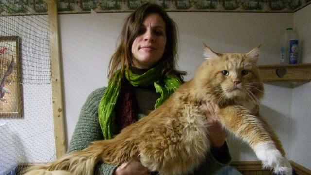 Kenalan Dengan Maine Coon Ras Kucing Terbesar Di Dunia