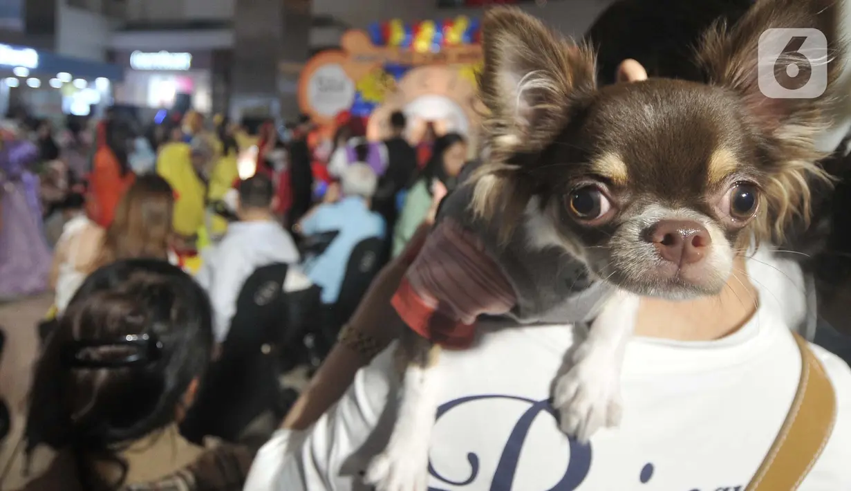 Anjing-anjing yang meramaikan pesta ulang tahun Jesslyn dan Rocky ini hadir dengan berbagai kostum lucu ala karakter Disney. (merdeka.com/Imam Buhori)