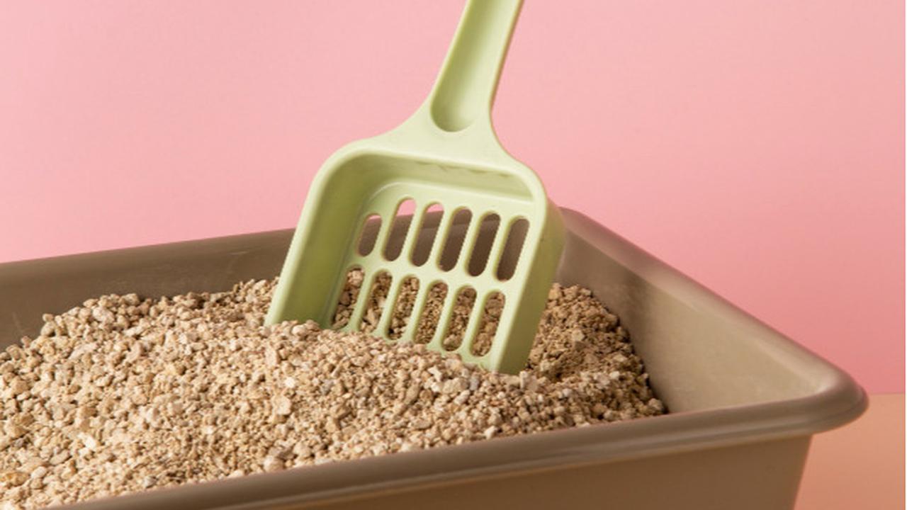 Siapkan Litter Box yang Bersih dan Memadai