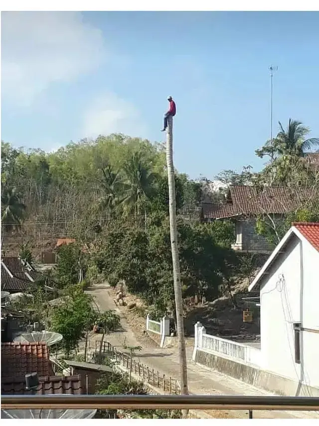 8 Potret Nyeleneh Orang di Atas Pohon, Ada yang Nyanyi Hingga Pacaran