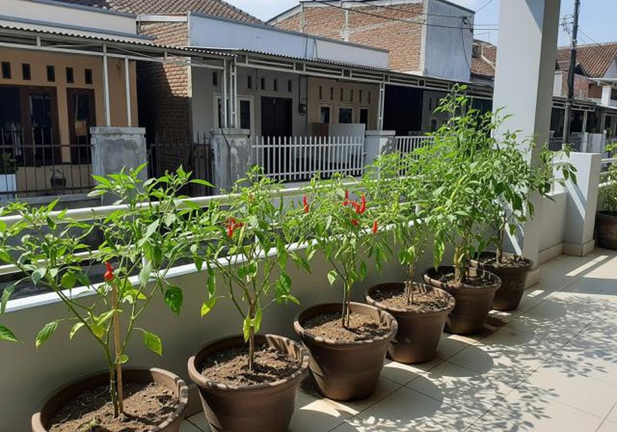 7 Ide Kebun Cabai Mini di Rumah Tanpa Halaman, Solusi Bertanam di Lahan Terbatas