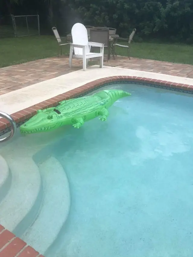 Perempuan Ini Terbangun dan Menemukan Alligator Berenang di Kolamnya