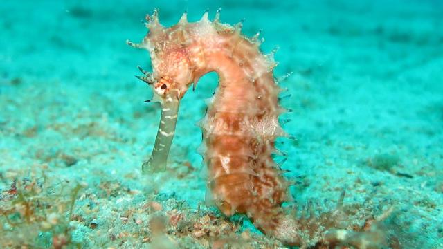 10 Ciri-ciri Kuda Laut, Hewan Laut yang Sangat Unik - Hot  