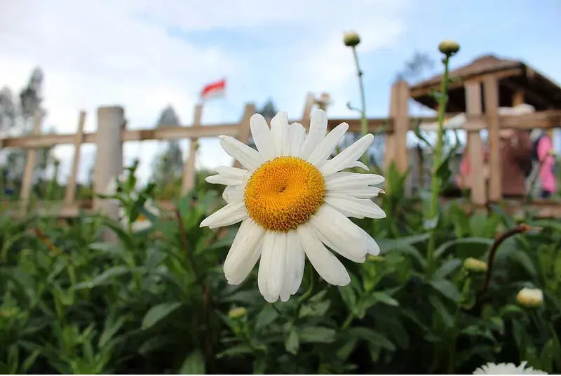	Hasil foto Canon EOS 1300D (Foto: yangcanggih.com)