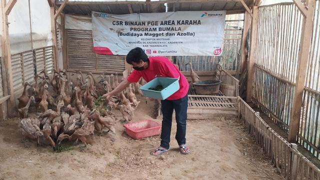 Dani, Ketua Kepompok Motekar, Kadipaten, Tasikmalaya, jawa Barat tengah memberi pakan ternak maggot bagi itik peliharannya.