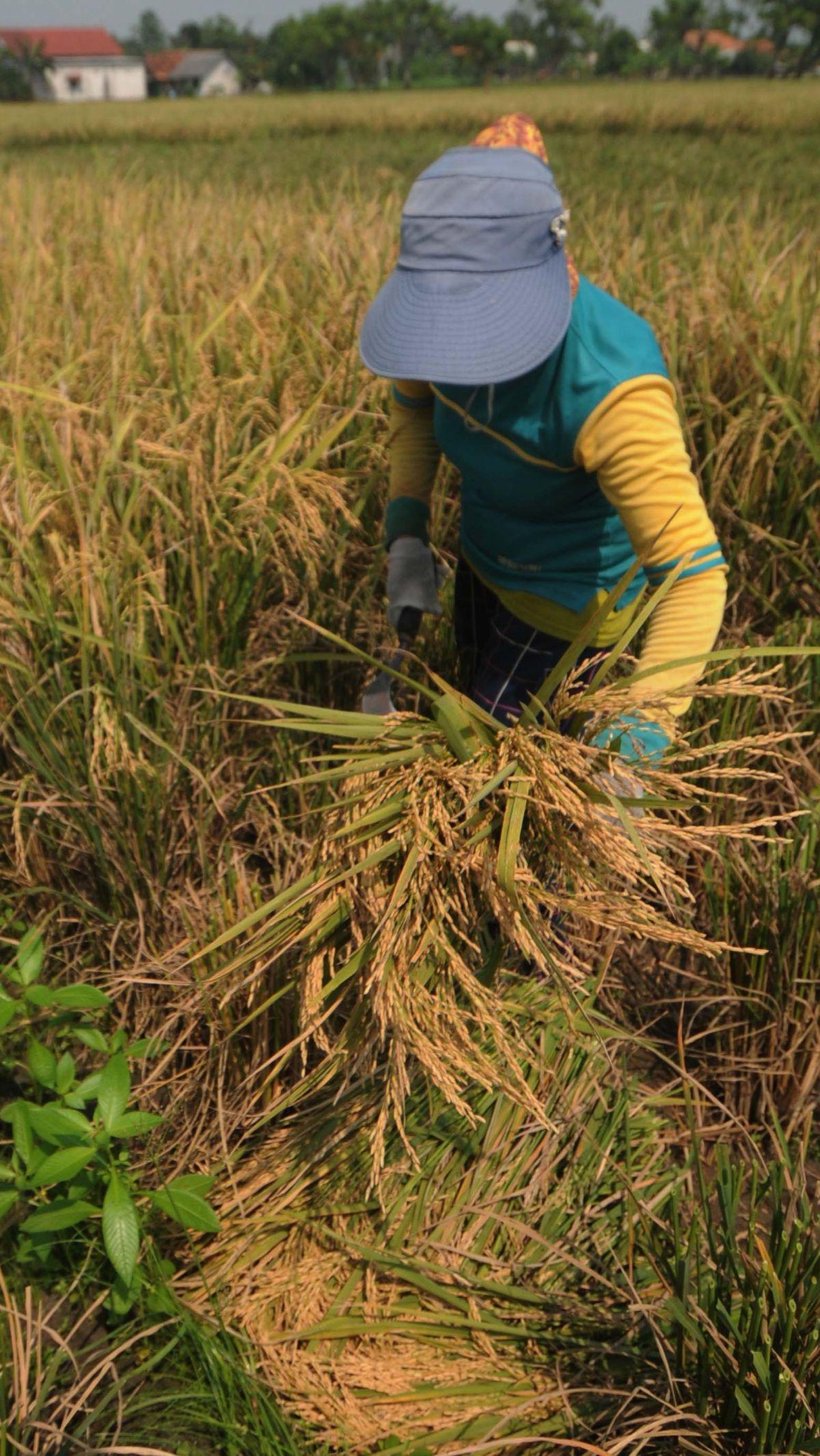 Petani memanen gabah kering di area persawahan di Kabupaten Bekasi, Jawa Barat, pada Selasa (7/5/2024). Merdeka.com/Imam Buhori