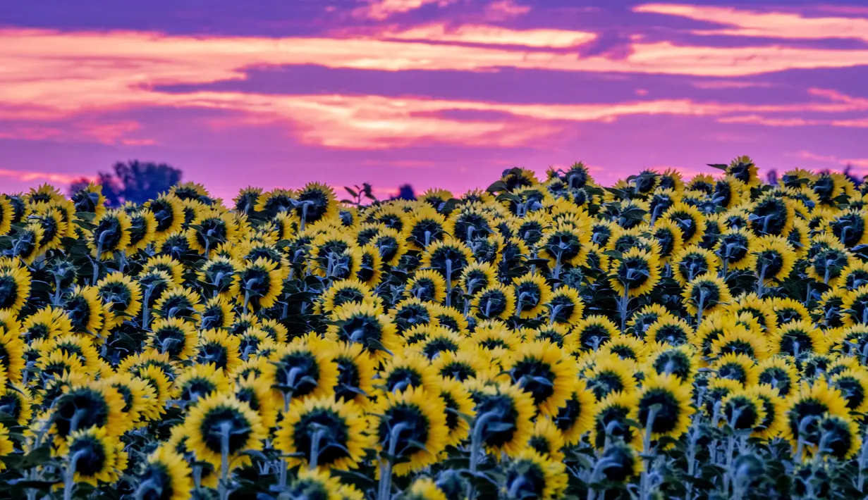Terpesona Cantiknya Bunga Matahari Bermekaran di Jerman - Foto Liputan6.com