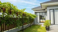 9 Kebun Rambat Sederhana yang Bikin Pagar Rumah Tidak Terlihat Membosankan