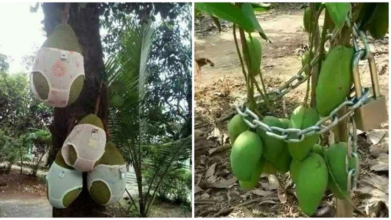 6 Potret Cara Nyeleneh Amankan Buah di Pohon Ini Bikin Ngakak