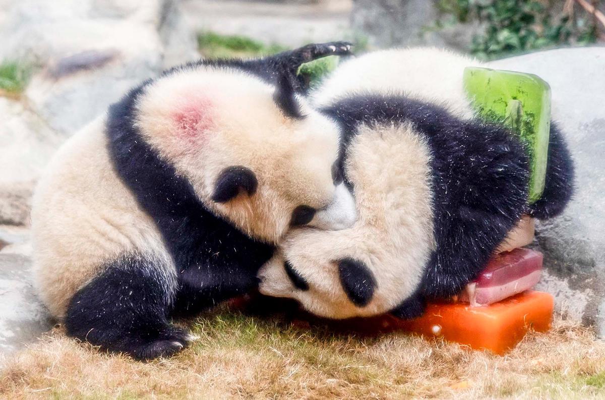 FOTO: Lucunya Panda Kembar De De & Jia Jia Rayakan Ulang Tahun Pertama di Hong Kong