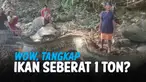 GEGER WARGA TANGKAP IKAN SEBERAT 1 TON, TERNYATA...