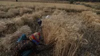 Petani India memanen tanaman gandum di desa Ganeshpur, di distrik Sonbhadra, negara bagian Uttar Pradesh, India (11/4/2021).  Kementerian Pertanian & Kesejahteraan Petani mengatakan output gandum di India diharapkan naik 1,3 persen pada tahun panen hingga Juni 2021. (AP Photo/Rajesh Kumar Singh)