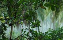 Misteri Paititi, Kota Inca Penuh Emas yang Hilang di Belantara Hutan Amazon