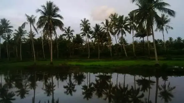 Pohon Kelapa