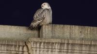 Seekor burung hantu salju yang langka mencari mangsanya di atas Union Station di Washington, Selasa (11/1/2022). Burung hantu salju tersebut memikat para pengamat burung yang ingin melihat sekilas hewan itu. (AP Photo/Carolyn Kaster)