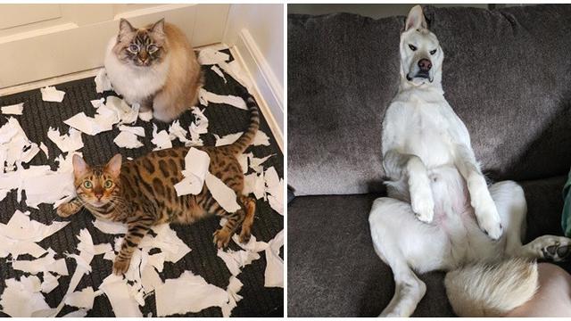 90 Gambar Hewan Senyum Lucu HD Terbaik