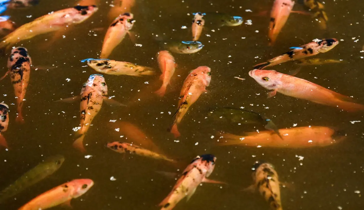 Ikan nila merah hasil budidaya ikan Jojo Acuaponics di Havana, pada tanggal 18 Oktober 2023. (YAMIL LAGE/AFP)