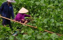 Eceng Gondok, Tanaman Ajaib dengan Manfaat Tersembunyi