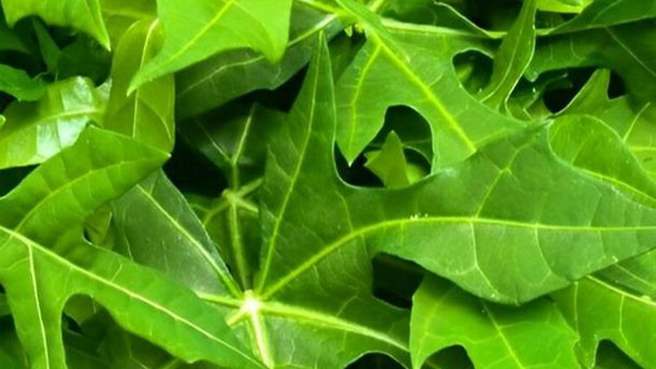 Walau Rasanya Pahit, Daun Pepaya Dikenal Bermanfaat untuk Tangkal Gula Darah