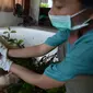 Penjaga memeriksa kondisi orangutan albino di sebuah pusat rehabilitasi di Nyaru Menteng, Kalimantan Tengah, Rabu (3/5). Orangutan ini akan menjadi simbol upaya penyelamatan spesies yang terancam punah. (AP/Indrayana/BOSF)