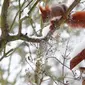 Seekor tupai merah bermain dipepohonan yang tertutup salju di Berlin, Jerman, (18/1). Tupai merah memiliki populasi yang tinggal sedikit. (REUTERS / Hannibal Hanschke)