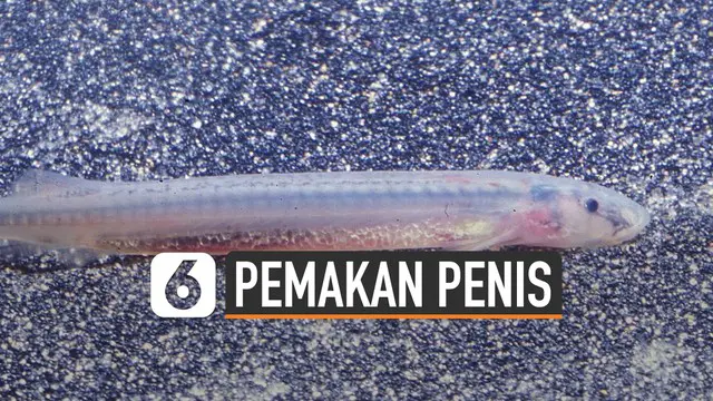Ikan candiru disebut sebagai ikan yang sangat berbahaya di dunia. Meskipun ukurannya kecil ikan itu bisa memakan penis manusia dari dalam.