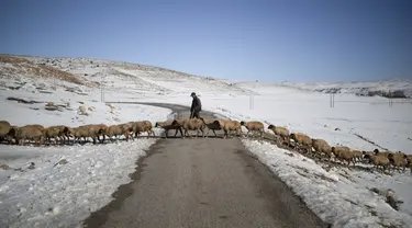 Seorang gembala menyeberang jalan dengan domba-dombanya di antara salju di desa Amazigh Timahdite di Atlas Tengah, dekat Azrou, Maroko (4/12/2021). Desa Timahdite Maroko yang terpencil, terletak di gunung tertinggi di Afrika Utara. (AP Photo/Mosa'ab Elshamy)