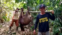Warga Grantung, Karangmoncol, Purbalingga berhasil menangkap dua ekor celeng atau babi hutan dalam perburuan, Minggu, 8 September 2019. (Foto: Liputan6.com/Kominfo PBG/Muhamad Ridlo)