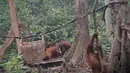 Aktivitas orangutan di pusat rehabilitasi Nyaru Menteng, Kalimantan Tengah, Selasa (17/9/2019). Belasan orangutan yang terserang infeksi saluran pernapasan akut (ISPA) mulai dari dewasa hingga balita. (Handout/Borneo Orangutan Survival Foundation/AFP)