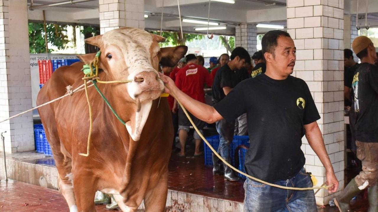Pelaksanaan pemotongan hewan kurban di Rumah Potong Hewan (RPH) Masjid Istiqlal berlangsung dengan lancar pada hari kedua libur Hari Raya Iduladha 1445 H. Foto: Liputan6.com / Herman Zakharia<br>