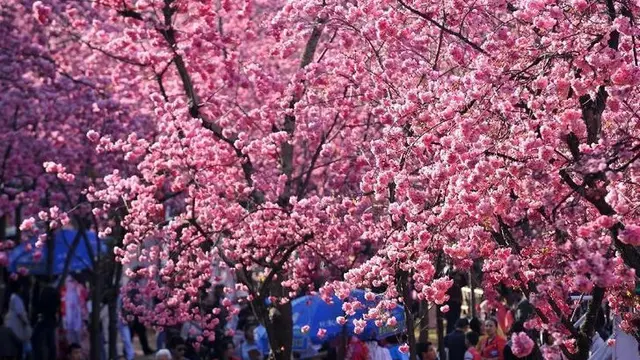 Tak Hanya Jepang, Potret Keindahan Bunga Sakura di 6 Negara Dunia Ini Bikin Takjub