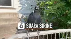 BURUNG MAGPIE