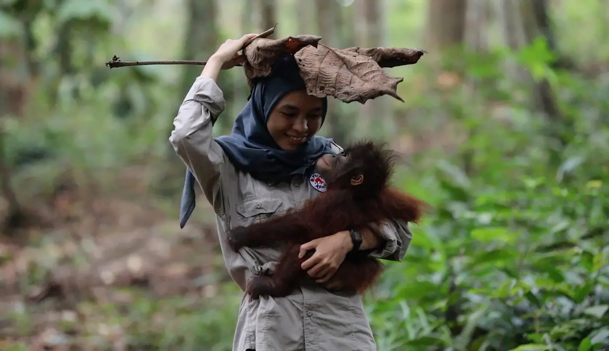 Staf bermain dengan salah satu orangutan yatim piatu di Sekolah Hutan Orangutan yang baru dibuka di Kalimantan Timur, 22 Mei 2018. Sebagai siswa angkatan pertama adalah delapan orangutan Kalimantan Timur usia 11 bulan hingga 9 tahun. (HO/FOUR PAWS/AFP)