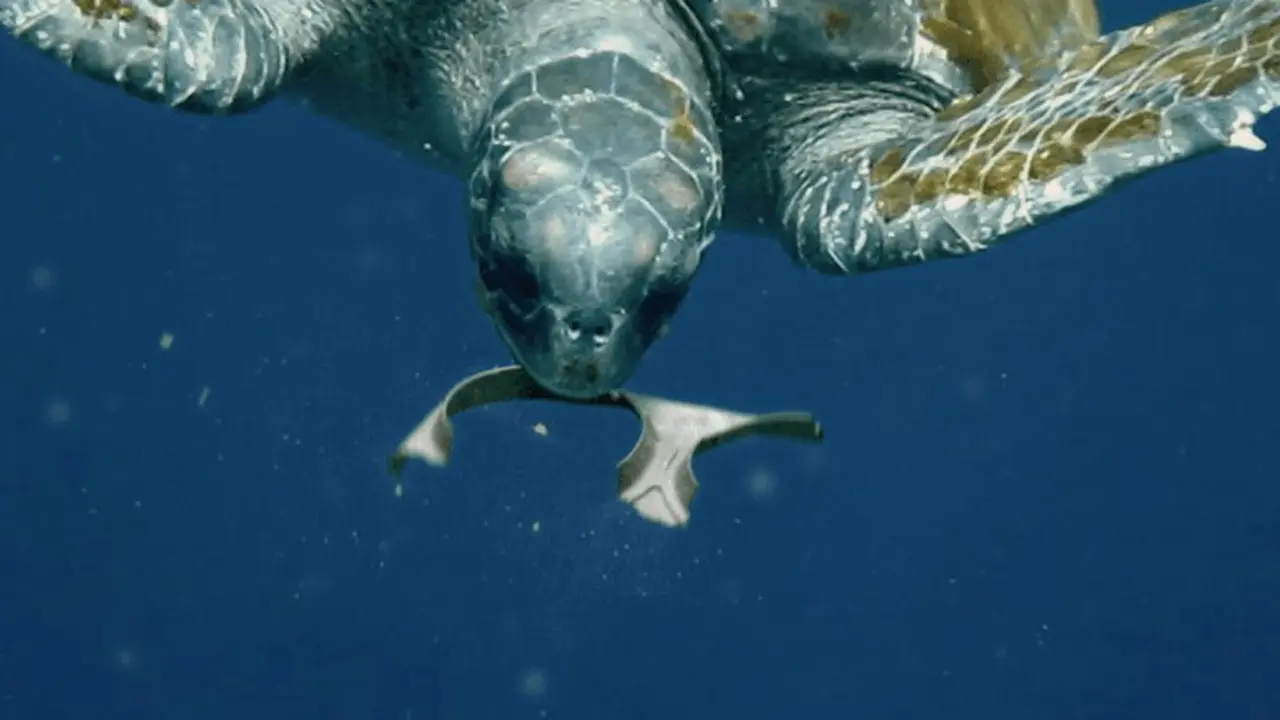 Cemerlang, Plastik Ini Dapat Dimakan dan Tidak Mencemari Laut