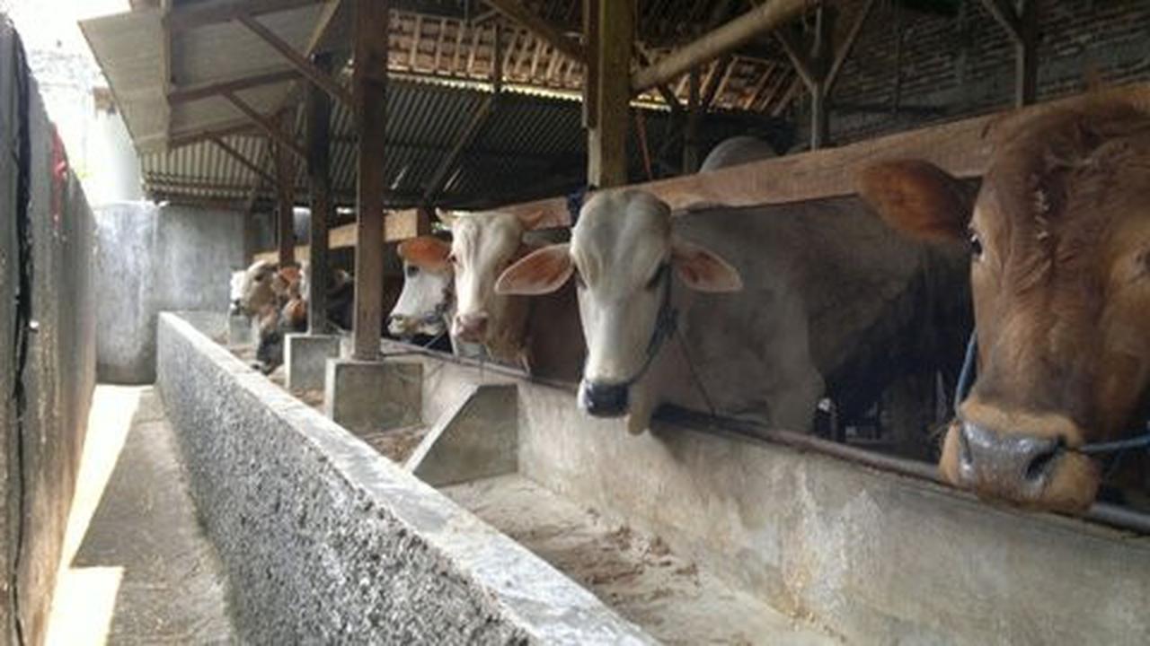 Rumput sulit dan pakan pabrik mahal, peternak sapi Lampung menjerit