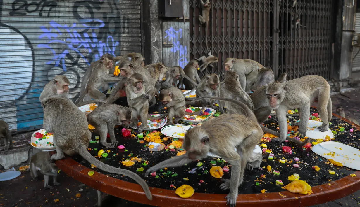 Monyet menikmati makanan dari meja makan di depan kuil Prang Sam Yod selama Festival Prasmanan Monyet tahunan di Lopburi, Bangkok, Thailand, Minggu (29/11/2020). Festival tersebut untuk mengucapkan rasa terima kasih kepada monyet yang telah menarik banyak wisatawan ke deerah itu. (Jack TAYLOR/AFP)