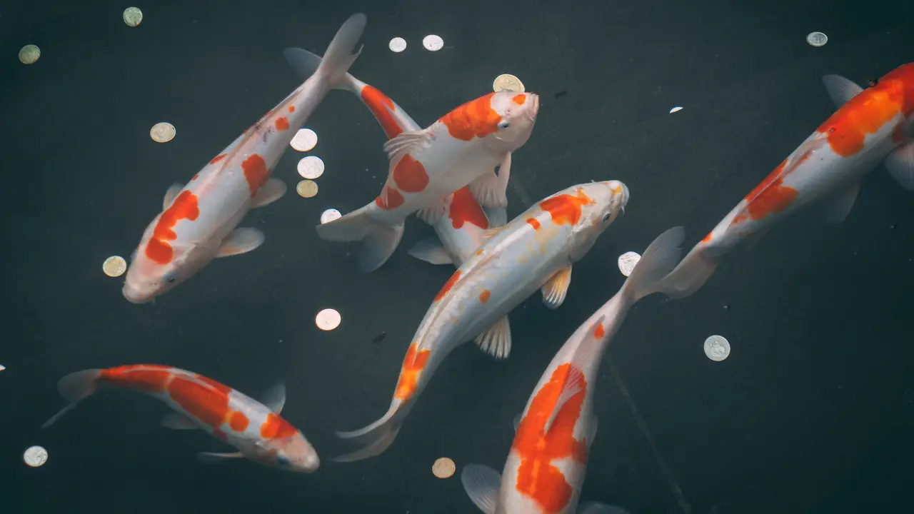 ikan