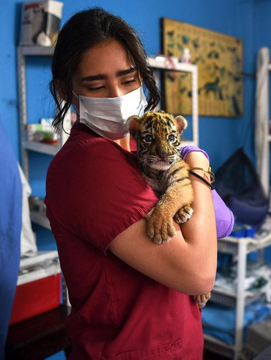 Seorang dokter hewan memegang anak harimau bengal yang baru lahir di Pusat Penyelamatan dan Rehabilitasi Satwa Liar "BioZoo" di negara bagian Veracruz, Meksiko, 5 April 2020. Bayi harimau yang lahir pada 14 Maret 2020 lalu ini dinamai 'Covid' di tengah pandemi wabah virus corona. (VICTORIA RAZO/AFP)
