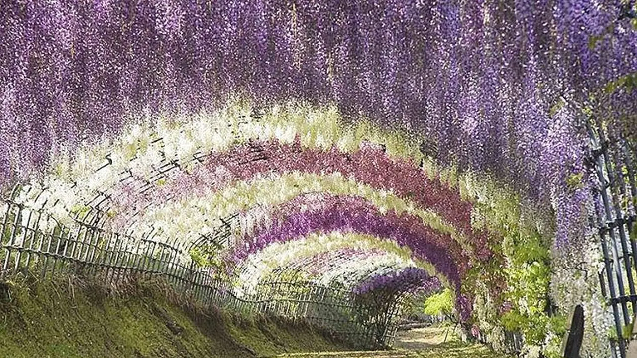 Indahnya Kawachi Fuji Gardens Jepang di Musim Semi