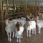 Ilustrasi kambing kurban (sumber : pertanian.tv)