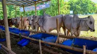 Semangat Idul Adha 2025, Masyarakat Kaltim dan Papua Barat Dapat Bantuan Total 45 Hewan Kurban